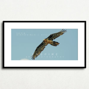 Y_PROD_WILDLIFE_001