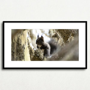 Y_PROD_WILDLIFE_002