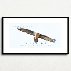 Y_PROD_WILDLIFE_999