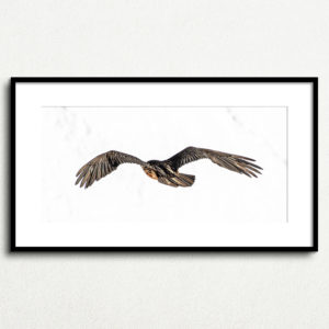 Y_PROD_WILDLIFE_004
