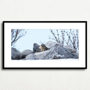 Y_PROD_WILDLIFE_005