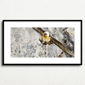 Y_PROD_WILDLIFE_006