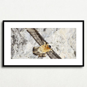 Y_PROD_WILDLIFE_998