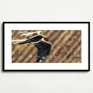 Y_PROD_WILDLIFE_007