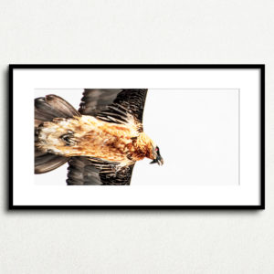 Y_PROD_WILDLIFE_008