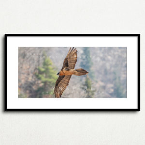Y_PROD_WILDLIFE_009