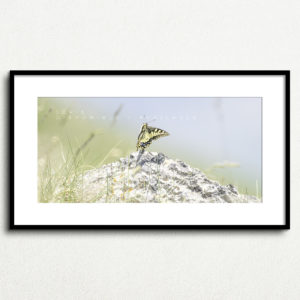 Y_PROD_WILDLIFE_010